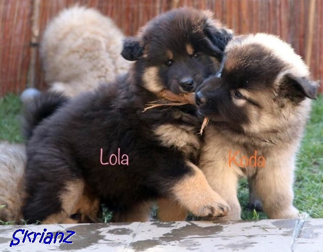 4.2021 - Lola + Koda